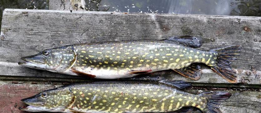 Nagroda za przysmak!