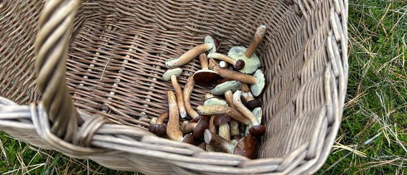 Gdy masz wątpliwości. Grzyboznawca lub klasyfikator na dyżurze