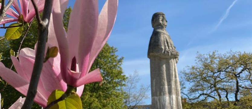 Czekamy na zdjęcia magnolii! Jeszcze tylko w poniedziałek