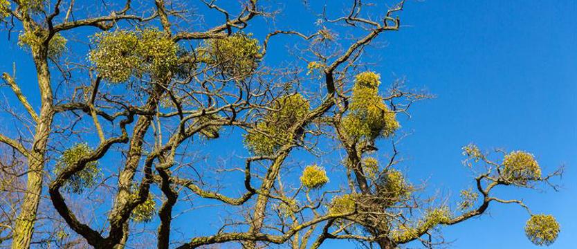Zielone zagrożenie – skala nie do opanowania Nie tylko dobra wróżba