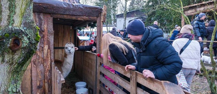 Świąteczna tradycja. Żywa Szopka w Żydowcach