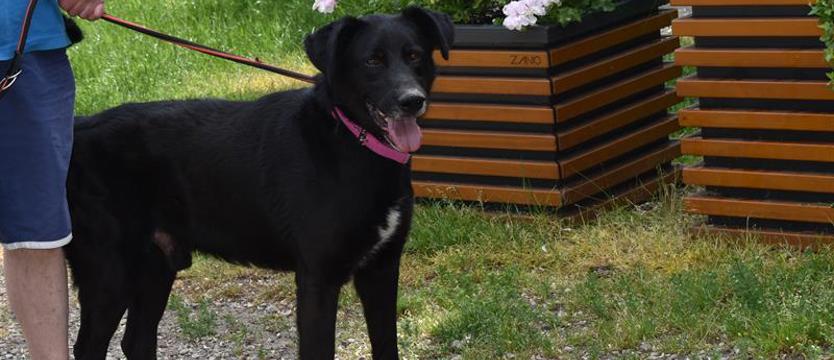 Weź mnie KURIEREM do domu. Szaman (dużo) słodszy niż myślisz