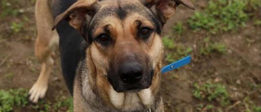 Weź mnie KURIEREM do domu. Psiapsiółka zwana Weną