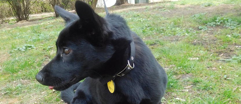 Bajka nie dla Bajki?