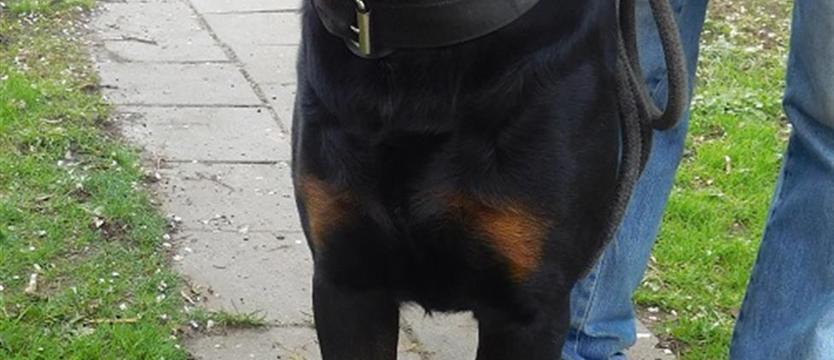 Brix dla najlepszych