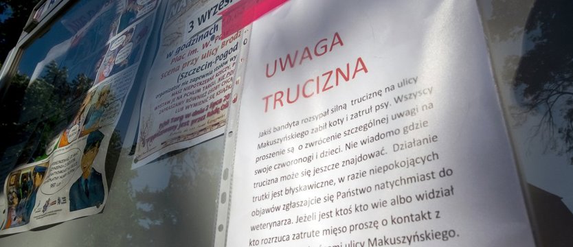 Otrute koty na Pogodnie