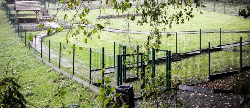 Dla psów – pole do popisu