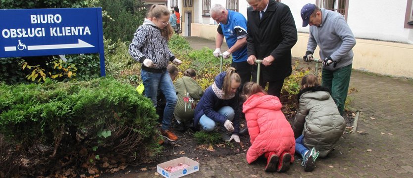 Krokusowa Rewolucja w Dębnie