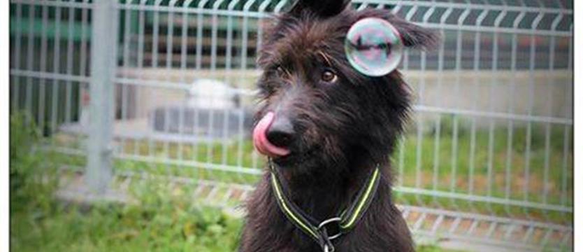 Szama nabiera blasku