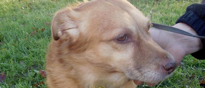 Mysza – Mysia – Mysiunieczka