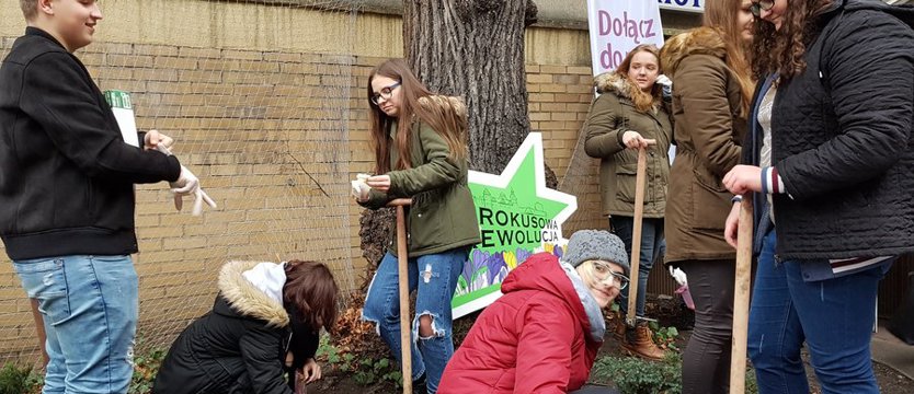 Krokusy zakwitną przy szkołach
