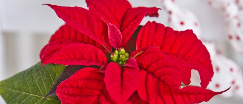 Gwiazda betlejemska na cały rok