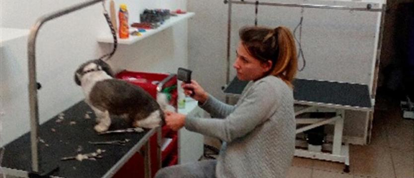 Groomer, czyli psi fryzjer