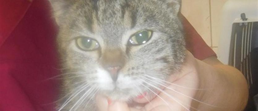 Ich dwoje: Kora i kocię