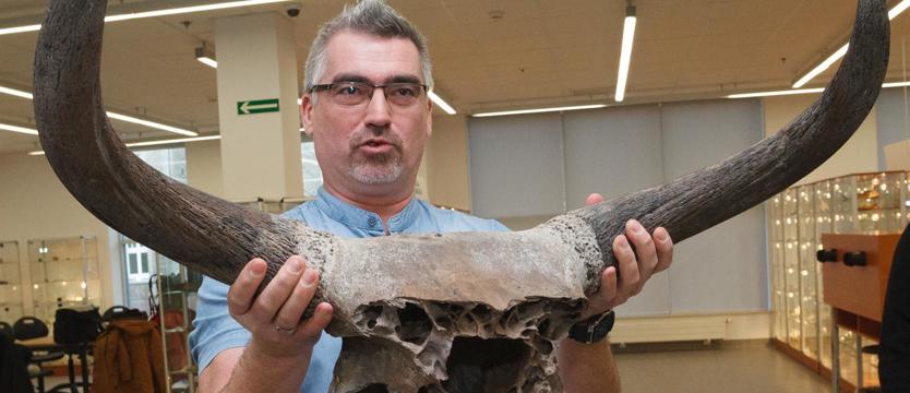 Czerep tura w muzeum