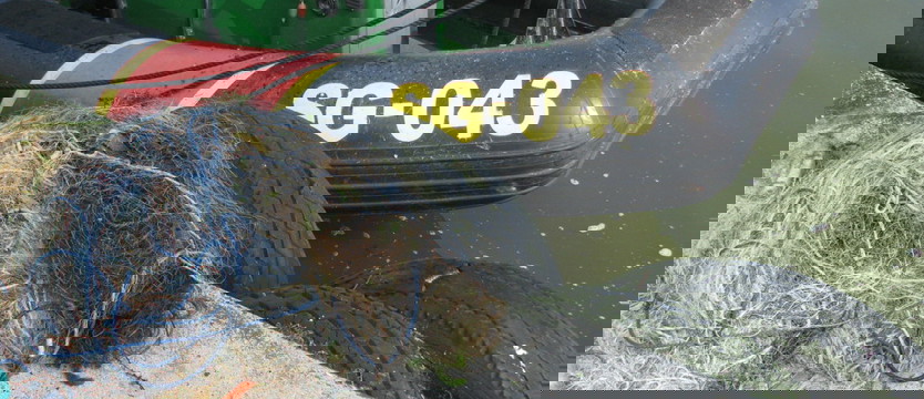 Ryby wróciły do Dziwny