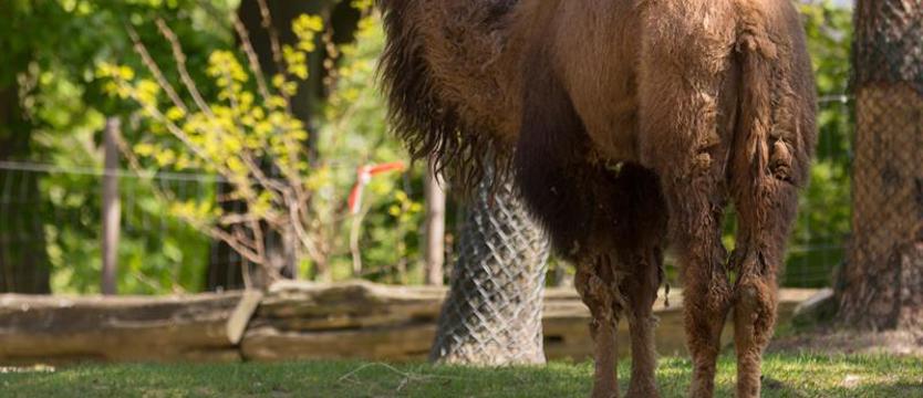 Botoks powodem dyskwalifikacji wielbłądów z „konkursu piękności”