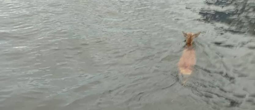 Wycieńczoną sarnę wyciągnęli z basenu kołobrzeskiego portu. Zwierzę miało dużo szczęścia