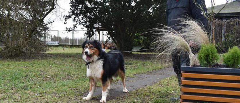 Weź mnie KURIEREM do domu. Australijczyk w Szczecinie
