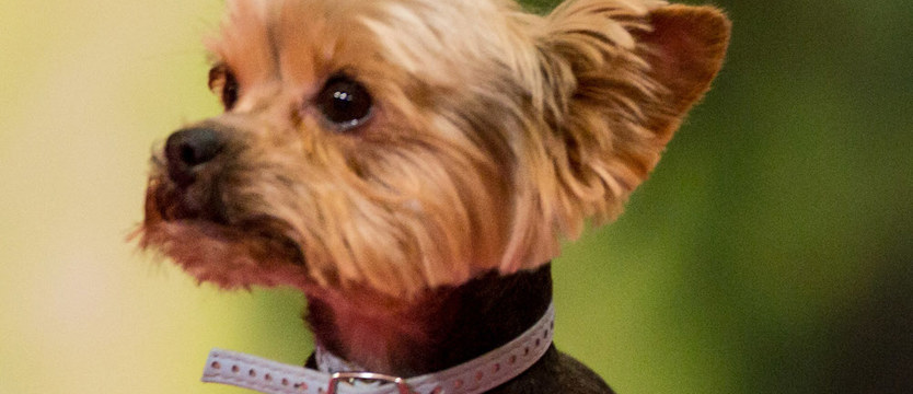 Gdy kurczak zabije yorka straż miejska na posterunku