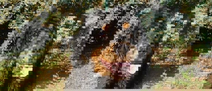 Figaro (wciąż) czeka