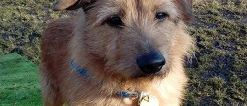 Słodziak, czyli biszkoptowy Bongo