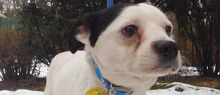 Świat według Ciapka