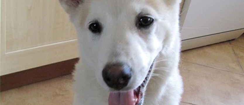 Daj szansę swojemu superpsiakowi!