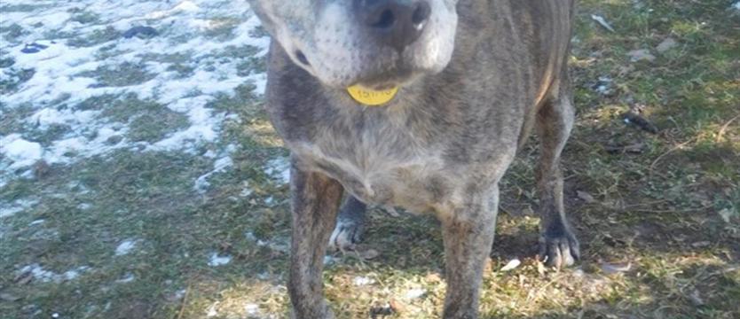 Maja (wciąż) w schronisku