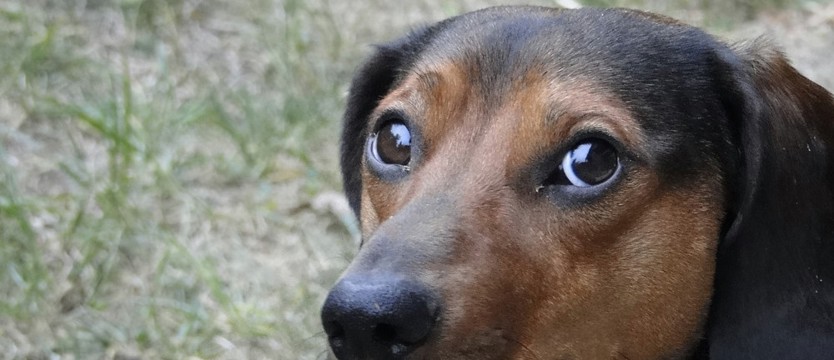 Wybieramy Superpsiaka 2018