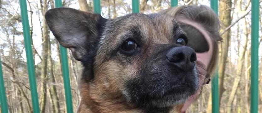 Misiek na lepsze życie