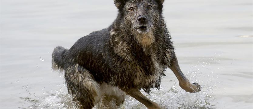 Głosujemy na Superpsiaka!