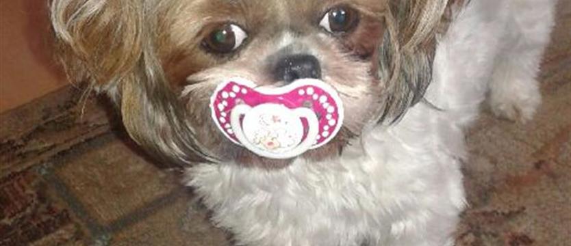 W konkursie na Superpsiaka wygrała Tosia!