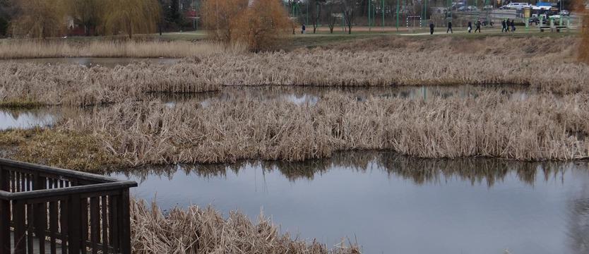 Gigant dla rzeźby i siły