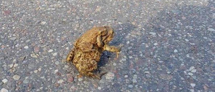 Ropuchy chronione na Smoczej