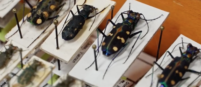 Owady mają kolosalne znaczenie dla rozwoju techniki