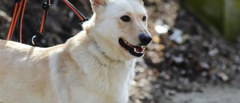 Stella dla radości życia