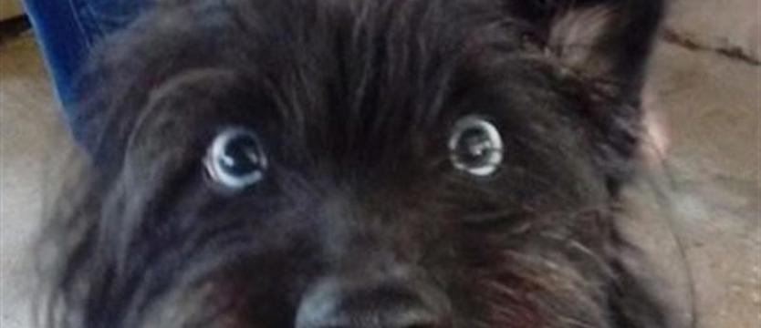 Szagi dziś w schronisku