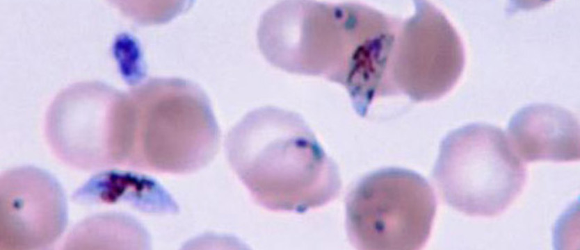 Marynarz zmarł z powodu malarii