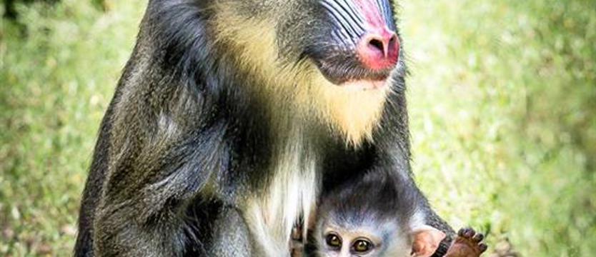 Tierparkfest zum Kindertag