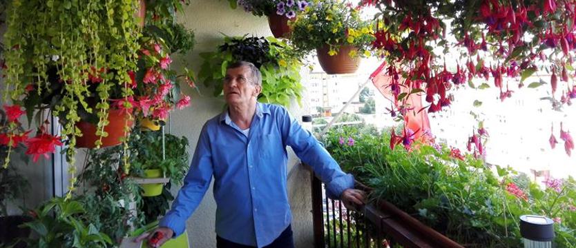 Cały Szczecin w kwiatach. Afrykańskie warkocze pana Tadka