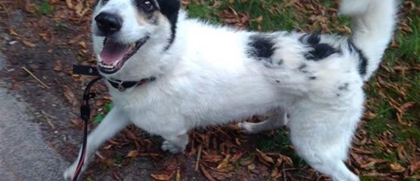 Morus na bardzo długi dystans