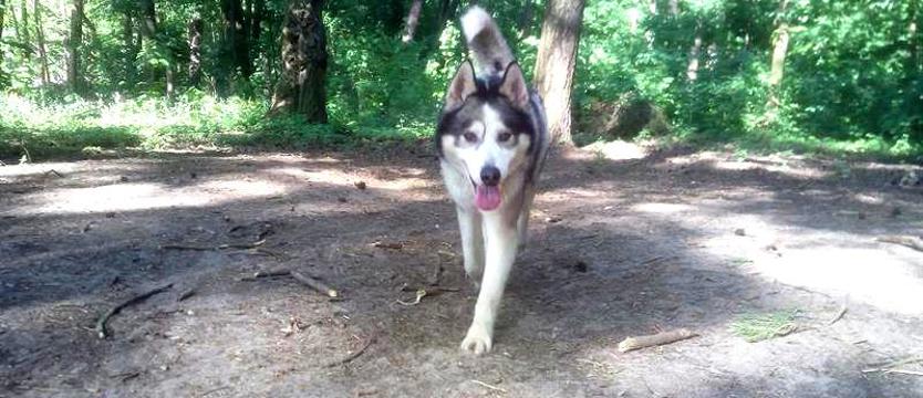 Pies dla aktywnej rodziny