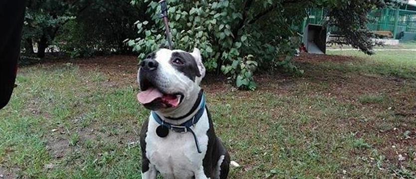 Bonzo dla najlepszych