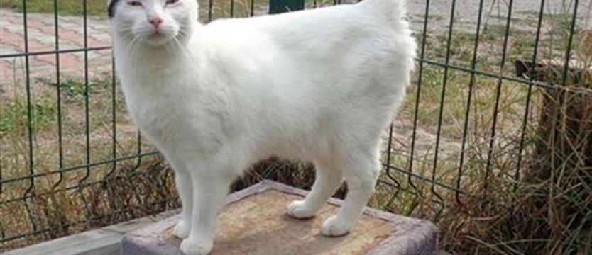 Albin mruczy do człowieka