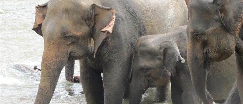 Sri Lanka: słonie i herbata