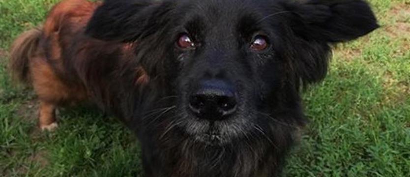 Człowiek dla Figosa