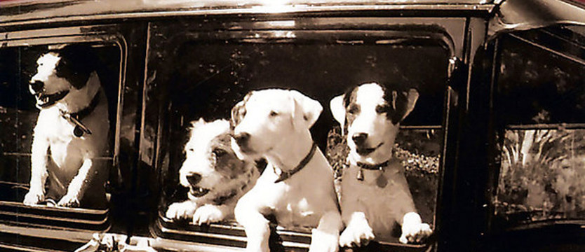 Wszystkie psy mojego życia