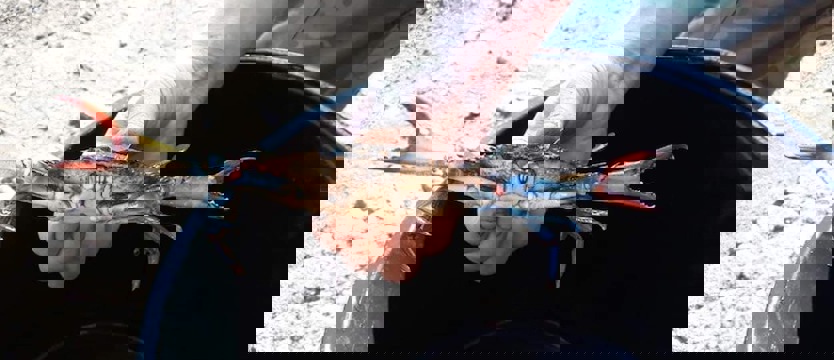 Amerykanin w Szczecinie - to dopiero krab!