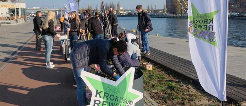 Krokusy na bulwarach